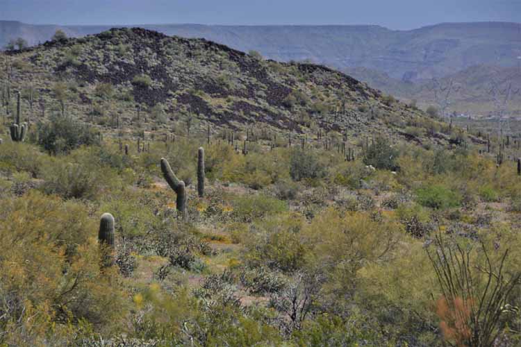 spring in the desert